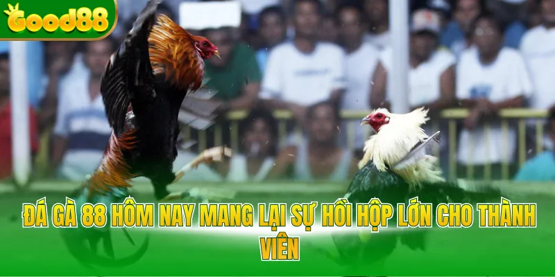 Đá Gà 88 Hôm Nay Tại Good88 - Đỉnh Cao Cược Trực Tuyến - POVIP