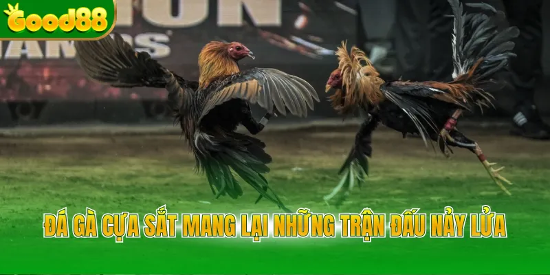 Đá Gà Cựa Sắt - Trải Nghiệm Hình Thức Chọi Kê Kịch Tính - POVIP
