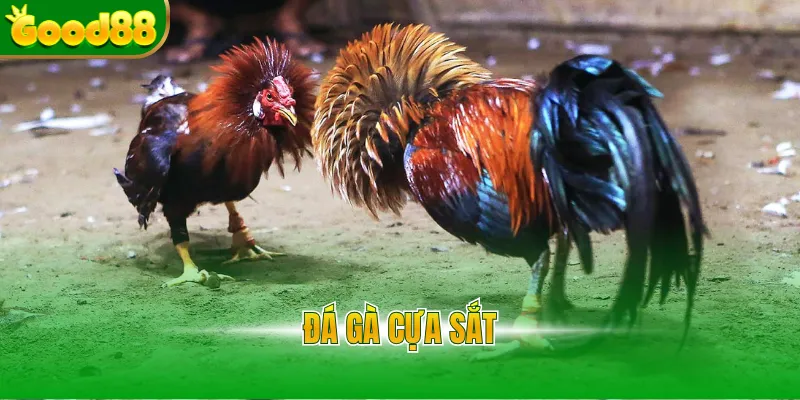 Đá Gà Good88 - Sảnh Đá Gà Thomo Uy Tín, Tỷ Lệ Thưởng 1 Ăn 99 - POVIP