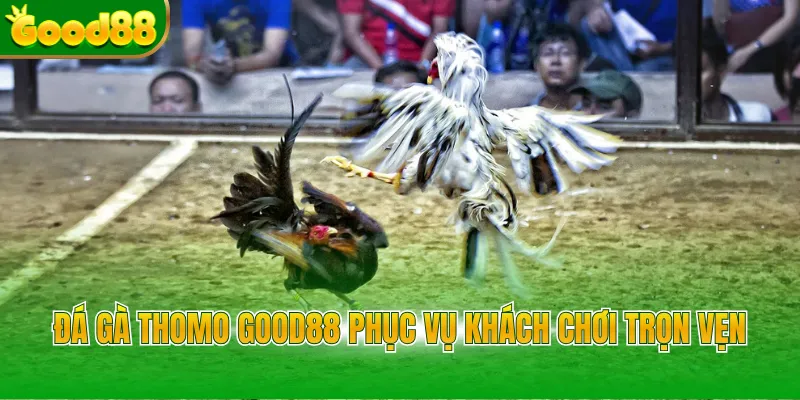Đá Gà Thomo Good88 - Đỉnh Cao Cược Trực Tuyến Năm 2026 - POVIP