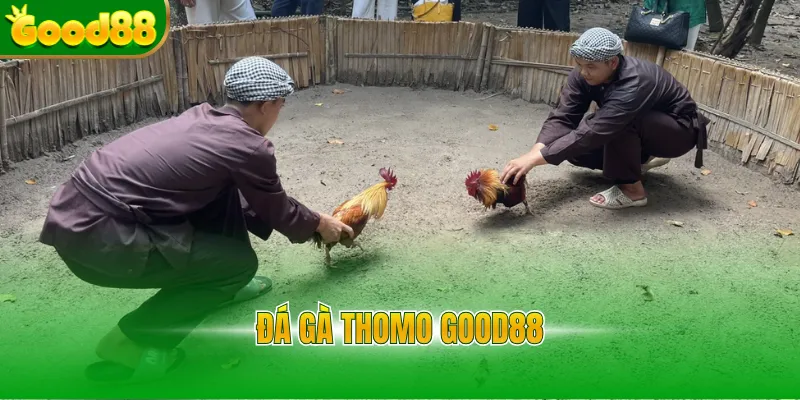 Đá Gà Good88 - Sảnh Đá Gà Thomo Uy Tín, Tỷ Lệ Thưởng 1 Ăn 99 - POVIP