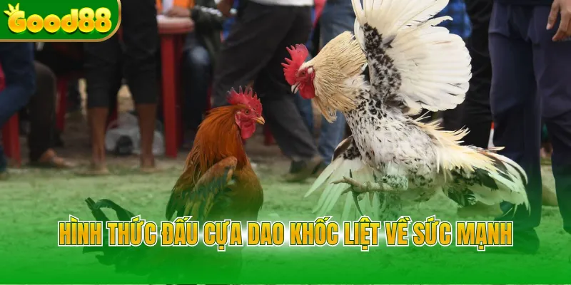 Đá Gà Thomo Good88 - Đỉnh Cao Cược Trực Tuyến Năm 2026 - POVIP