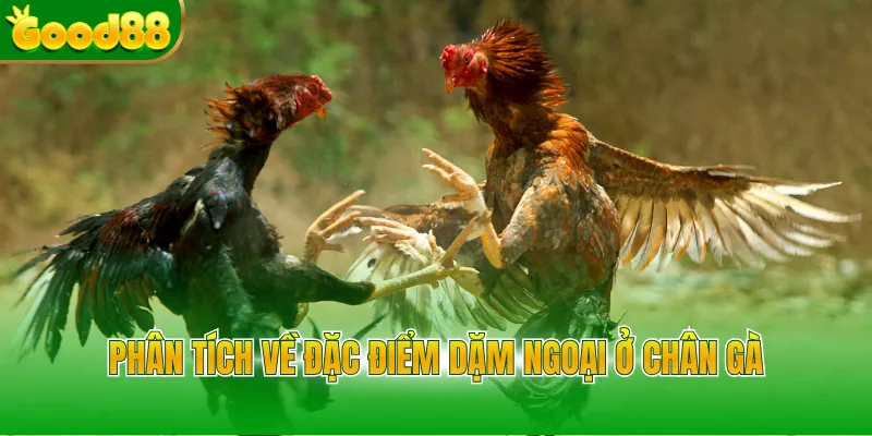 Vảy Gà Chọi - Bí Kíp Xem Chân Chiến Kê Cực Chuẩn Good88 - POVIP