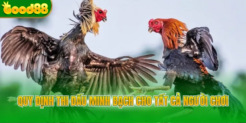 Đá Gà Cựa Sắt - Trải Nghiệm Hình Thức Chọi Kê Kịch Tính - POVIP