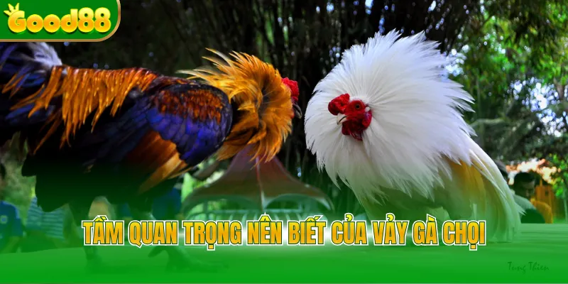 Vảy Gà Chọi - Bí Kíp Xem Chân Chiến Kê Cực Chuẩn Good88 - POVIP