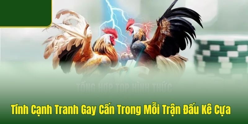 Đá Gà Good88 - Sảnh Đá Gà Thomo Uy Tín, Tỷ Lệ Thưởng 1 Ăn 99 - POVIP