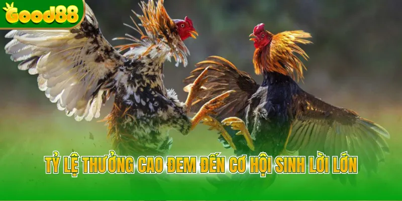 Đá Gà Cựa Sắt - Trải Nghiệm Hình Thức Chọi Kê Kịch Tính - POVIP