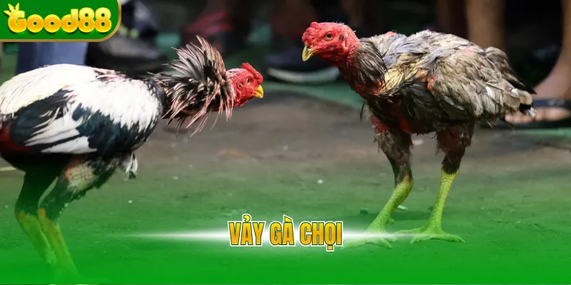 Đá Gà Good88 - Sảnh Đá Gà Thomo Uy Tín, Tỷ Lệ Thưởng 1 Ăn 99 - POVIP