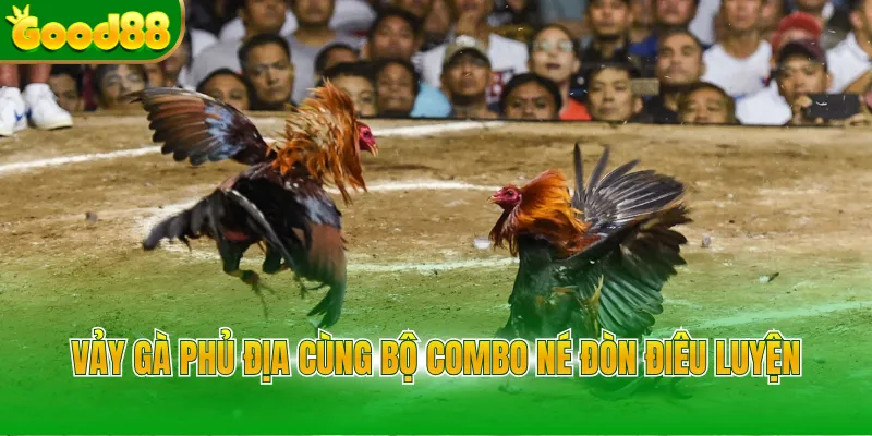 Vảy Gà Chọi - Bí Kíp Xem Chân Chiến Kê Cực Chuẩn Good88 - POVIP